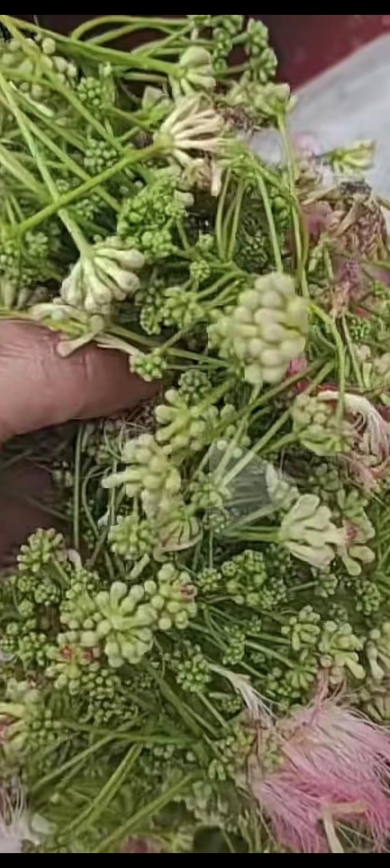 合欢花批发，干合欢花，一手货源，产地直发，量大从优