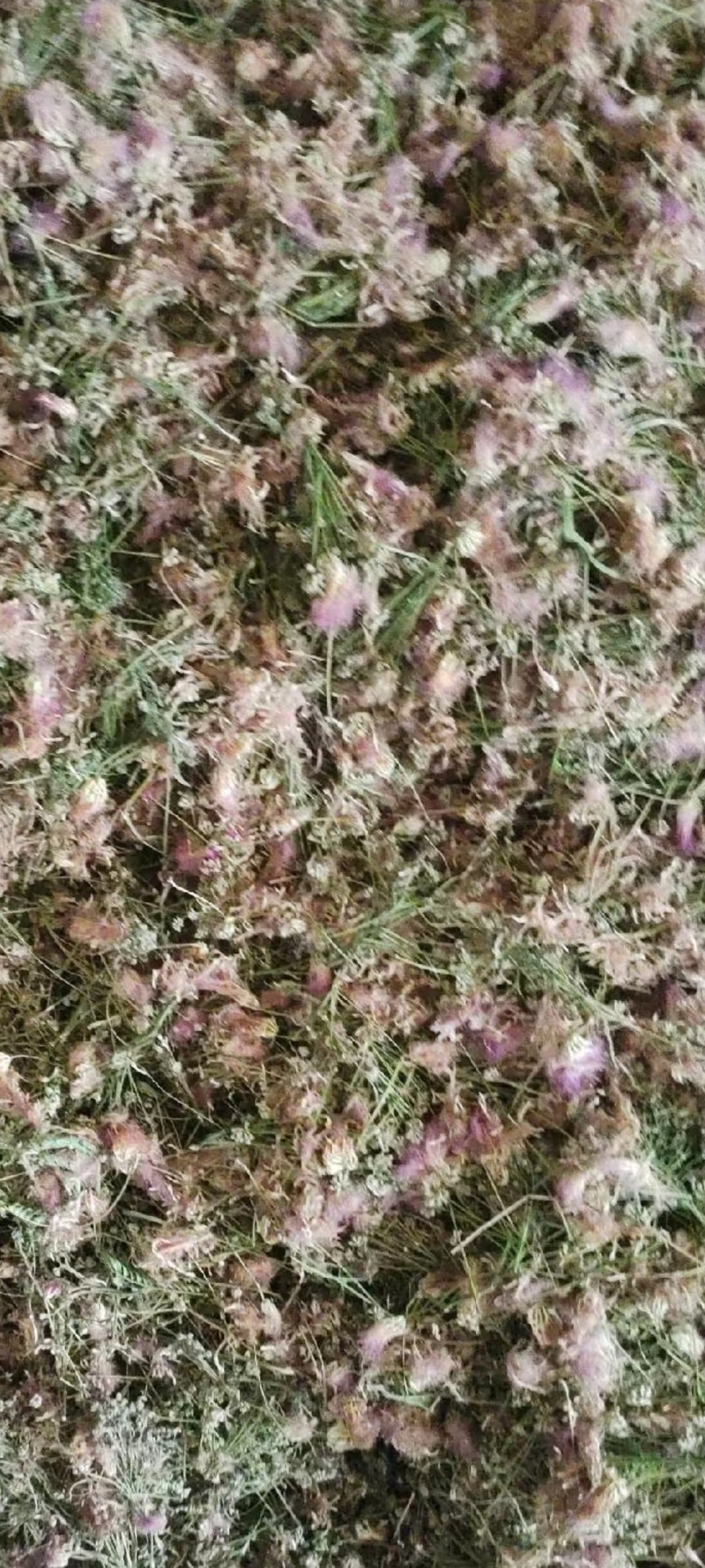 合欢花批发，干合欢花，一手货源，产地直发，量大从优