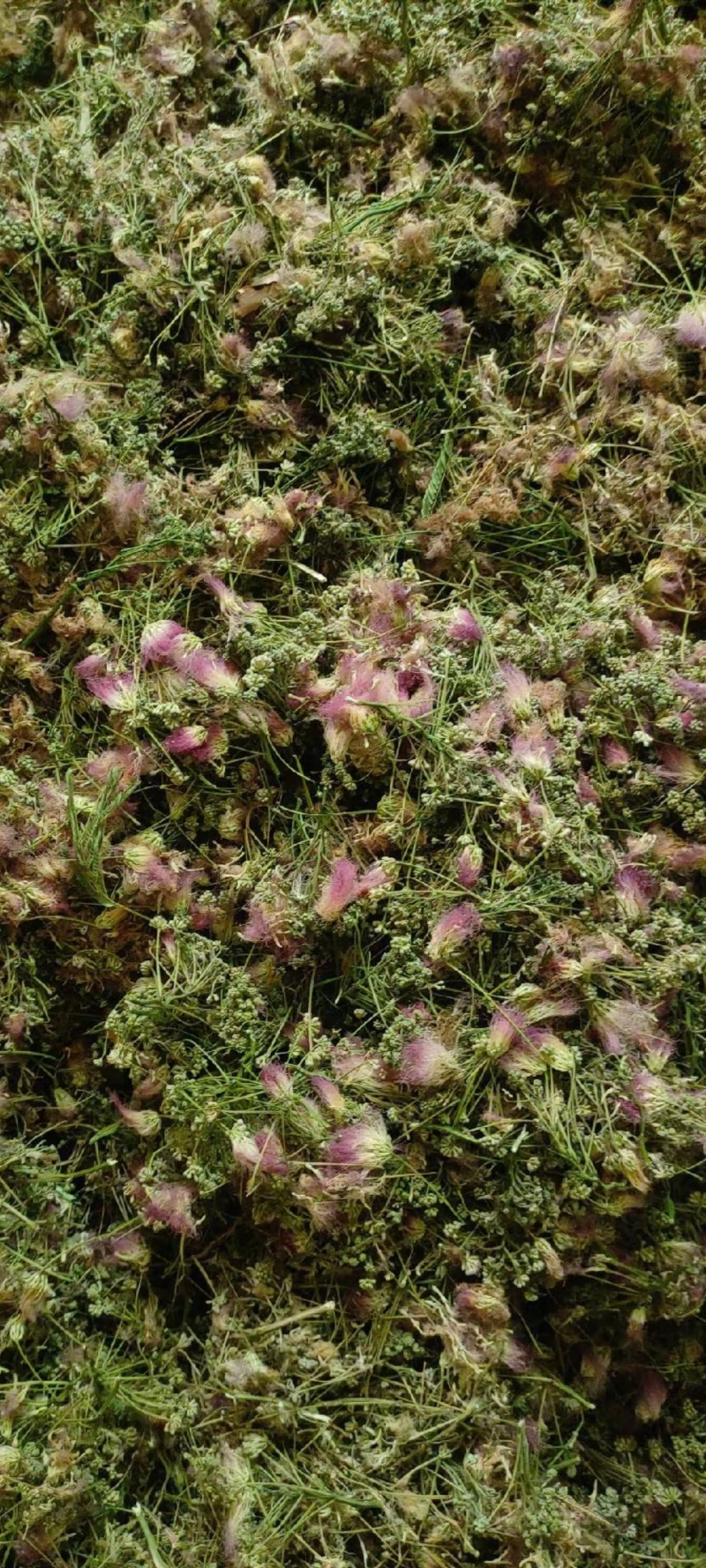 合欢花批发，干合欢花，一手货源，产地直发，量大从优