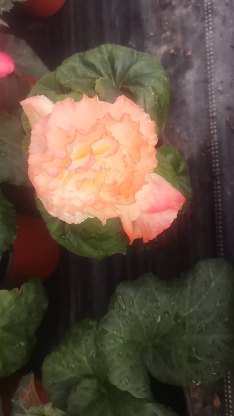 球根海棠