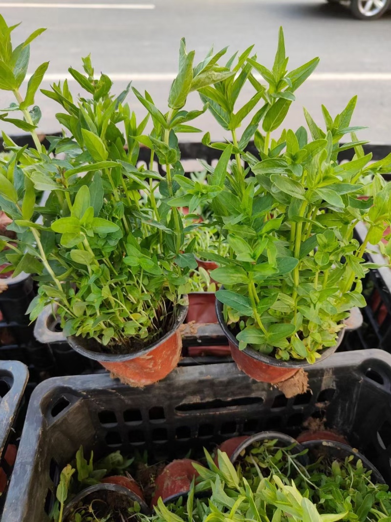 千屈菜，基地直销，千曲菜。常年供应各种绿化苗木