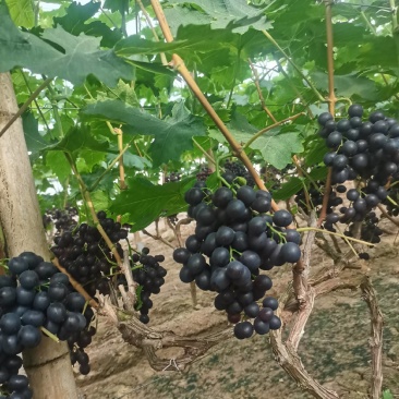 河北暖棚冷棚玫瑰香葡萄夏黑乒乓球巨峰阳光有需要的联系我