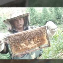 贵州野生土蜂蜜