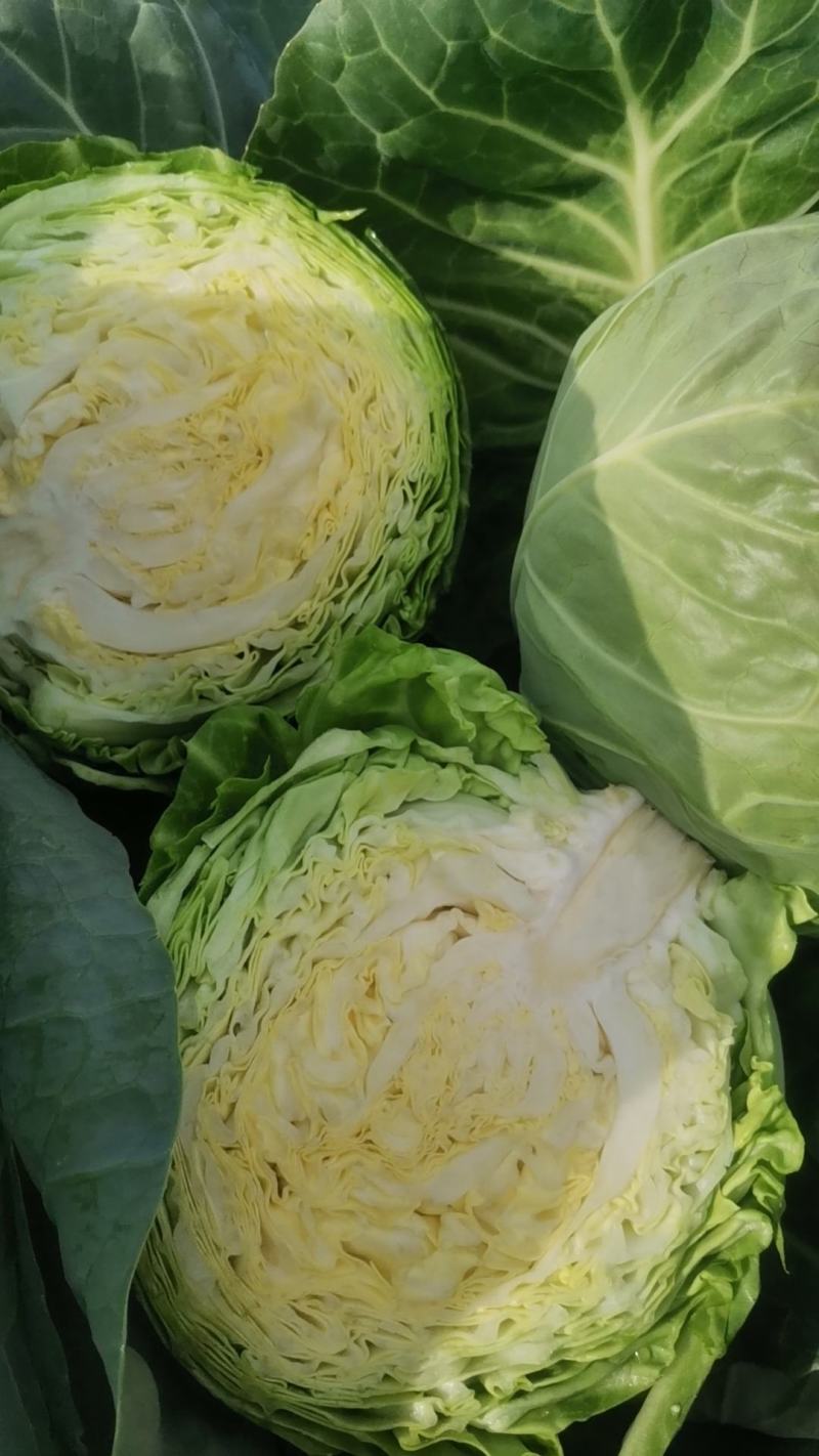 产地直供张家口蔬菜基地大量现货供应牛形菜甘蓝，保质保量