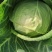 产地直供张家口蔬菜基地大量现货供应牛形菜甘蓝，保质保量