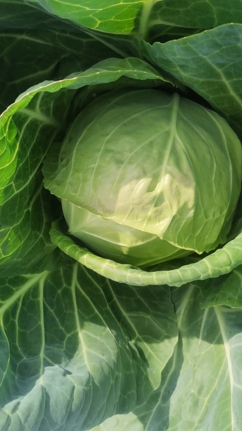 产地直供张家口蔬菜基地大量现货供应牛形菜甘蓝，保质保量