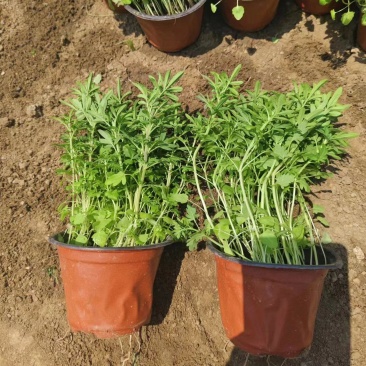 荆芥,篮花荆芥,常年销售各种绿化苗木。。