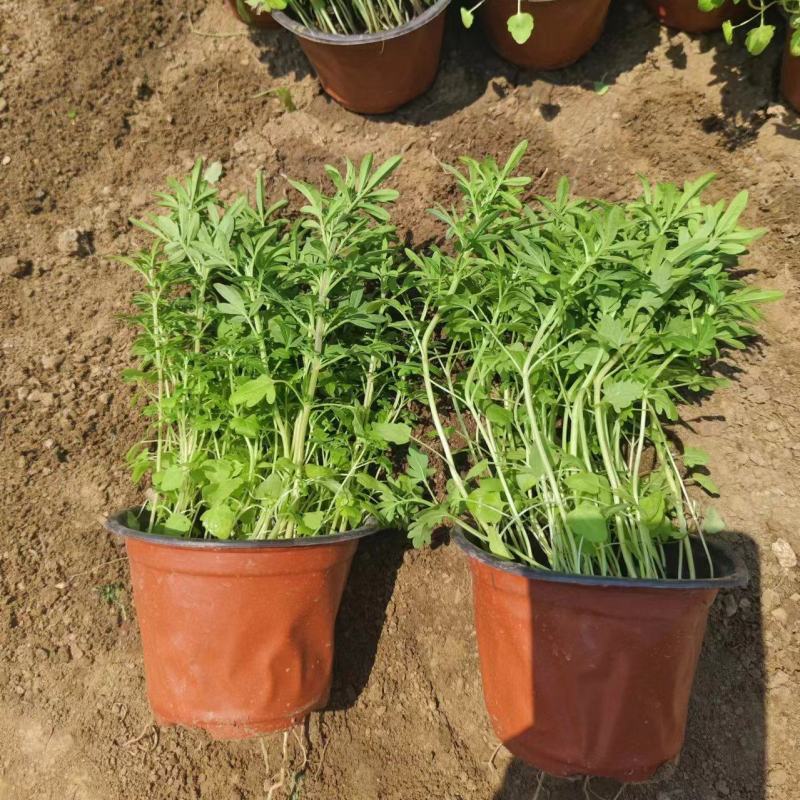 荆芥，篮花荆芥，常年销售各种绿化苗木。。