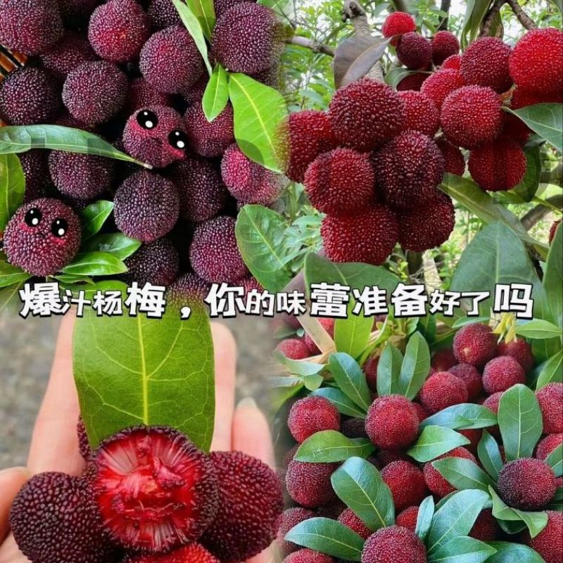 杨梅