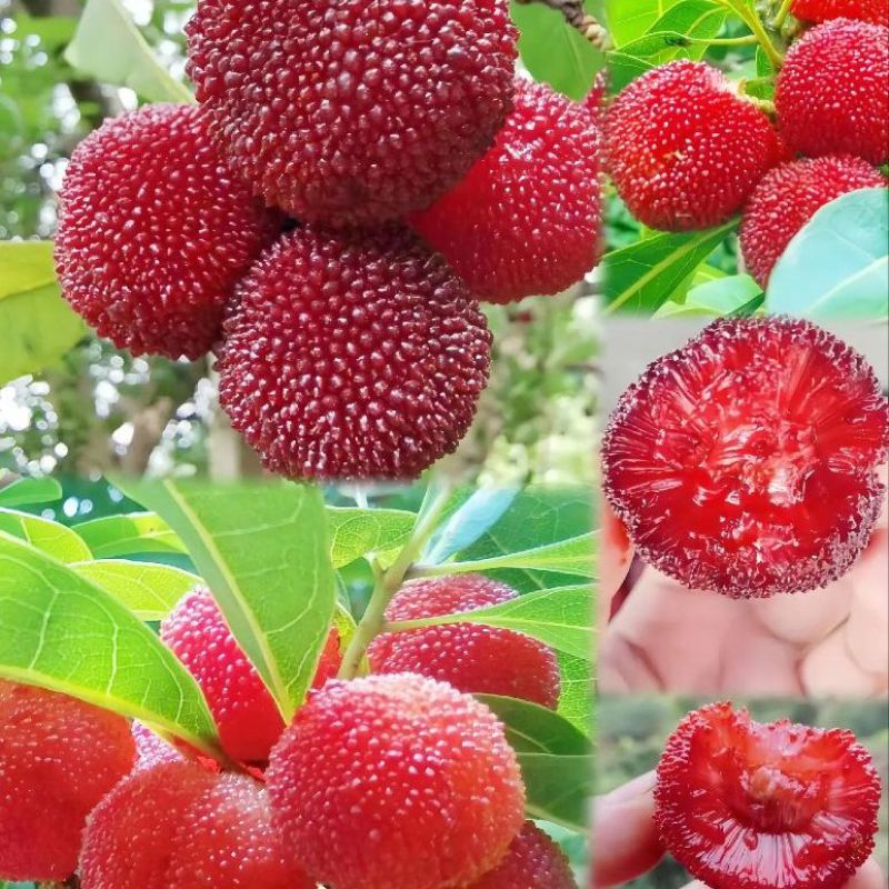 杨梅