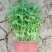 荆芥,篮花荆芥,常年销售各种绿化苗木。。