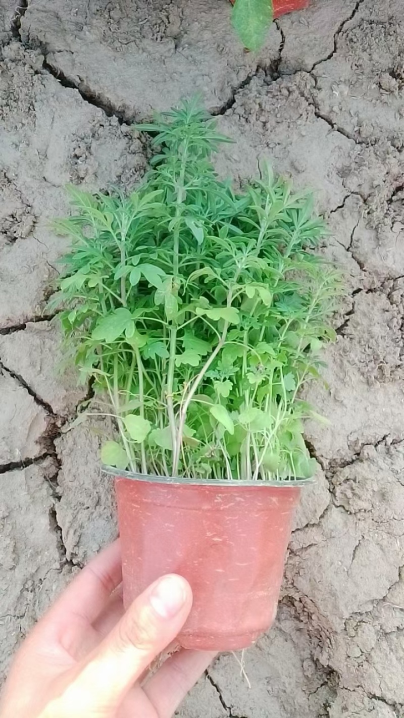 荆芥，篮花荆芥，常年销售各种绿化苗木。。