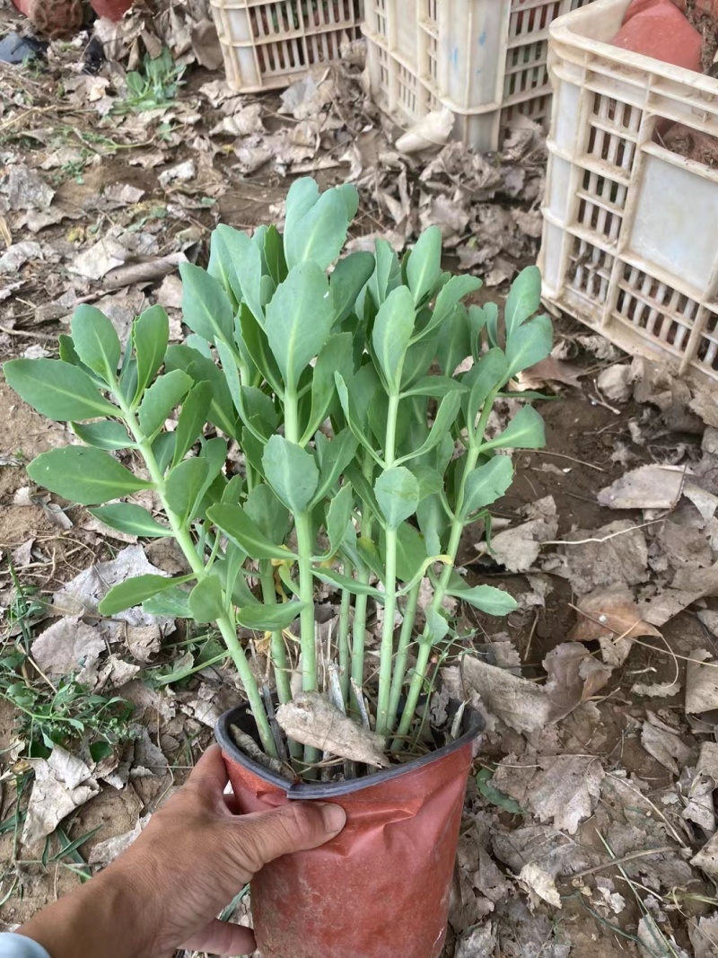 景天八宝景天，基地直销，常年各种绿化苗木齐全