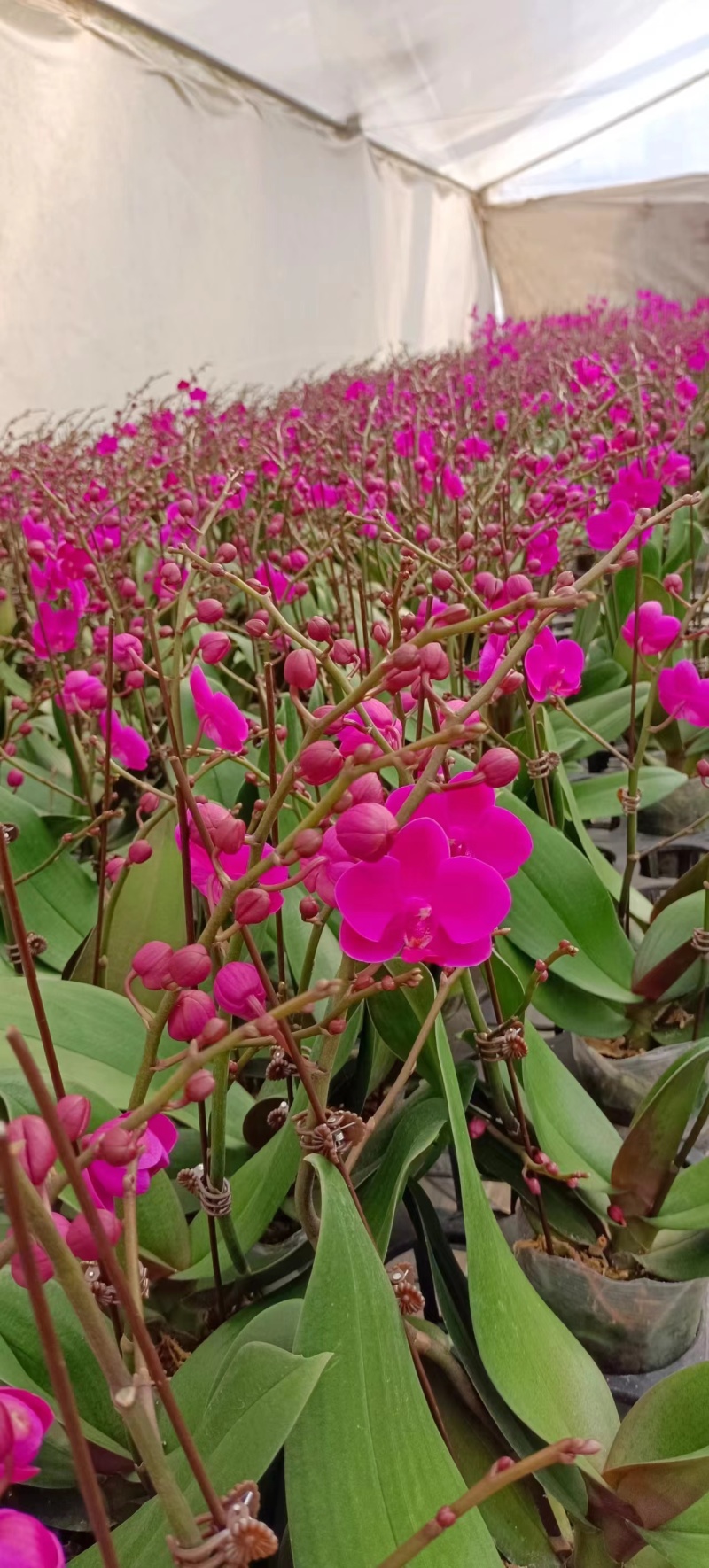 蝴蝶兰盆栽