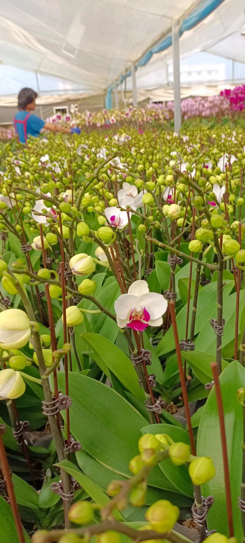 蝴蝶兰盆栽