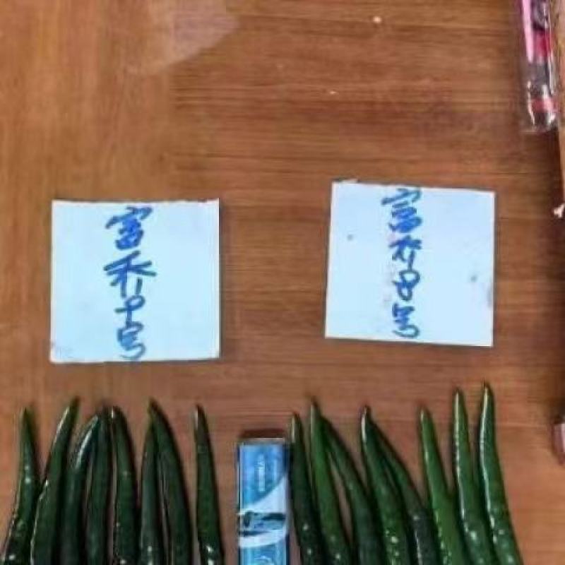 新品种富乔9号大果朝天椒种子青红两用朝天辣椒种子尾期果大