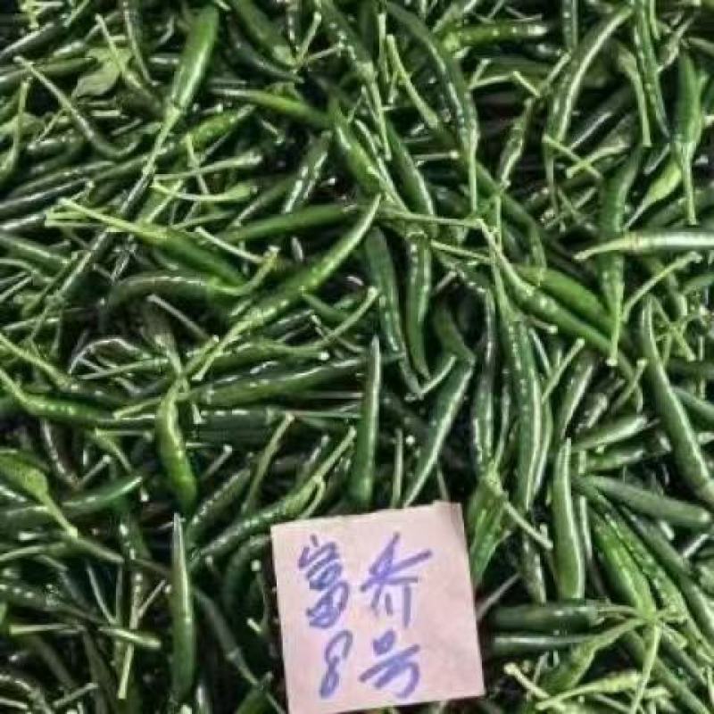 新品种富乔9号大果朝天椒种子青红两用朝天辣椒种子尾期果大
