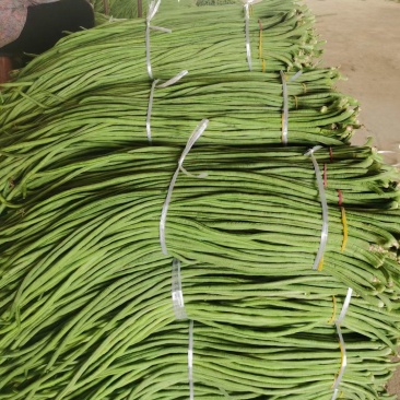 精品青豆角保质保量大量供应电商市场，有需要的老板可以联系