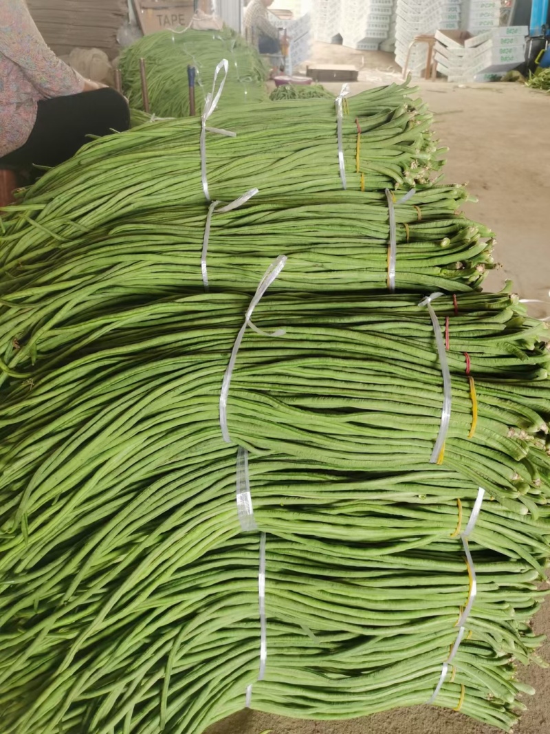 精品青豆角保质保量大量供应电商市场，有需要的老板可以联系