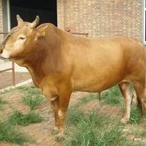 孕期黄牛待产1000多斤