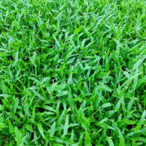 广东绿化草皮，专业种植大叶油草，台湾草，马尼拉草，