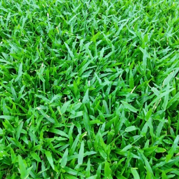 广东绿化草皮，专业种植大叶油草，台湾草，马尼拉草，