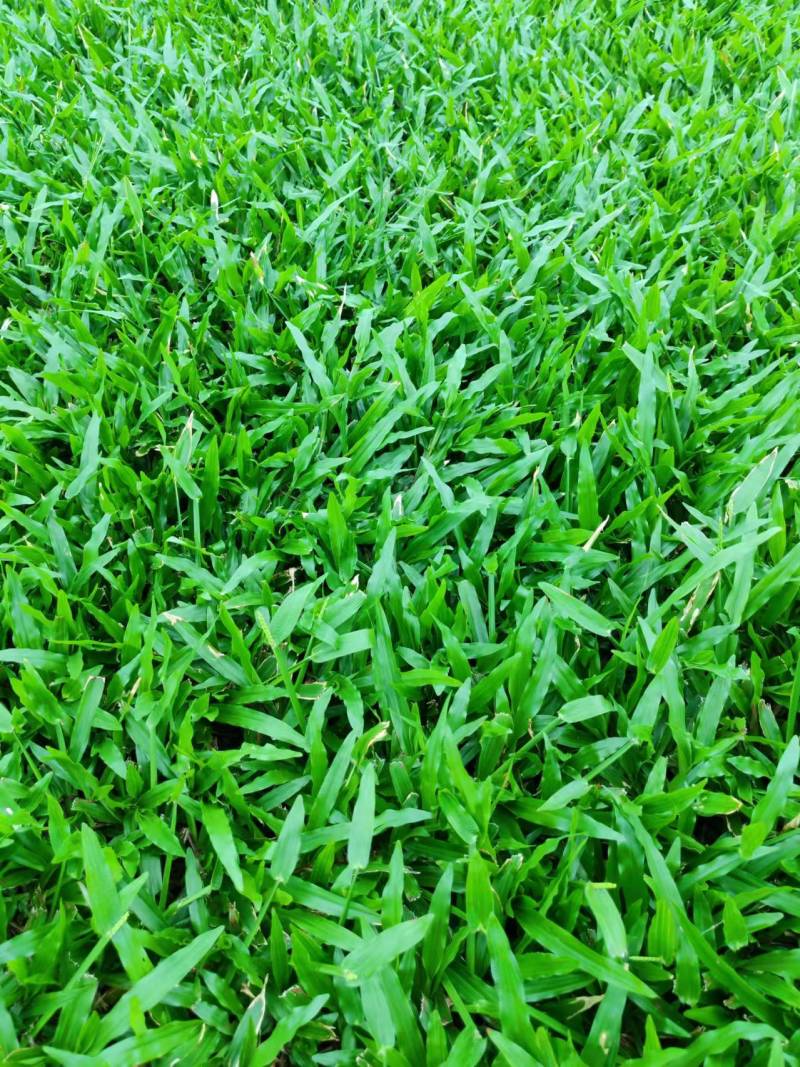 广东绿化草皮，专业种植大叶油草，台湾草，马尼拉草，