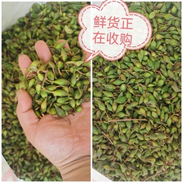 【青翘】干货道地中药材河南卢氏产地直发地理标志产品