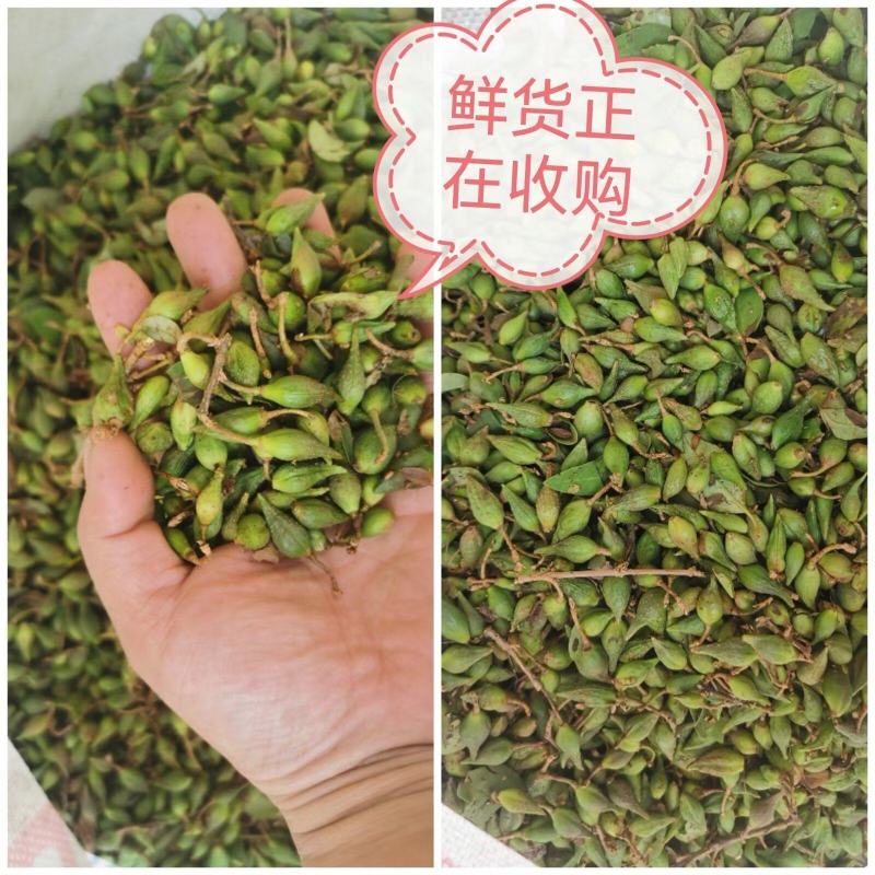 【青翘】干货道地中药材河南卢氏产地直发地理标志产品