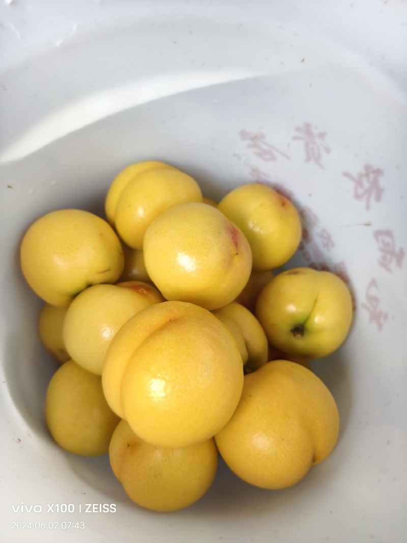 黄油桃，精品，几万亩，产地直发，临沂，费县