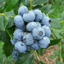 吉林白山蓝莓【特大果】新鲜现摘量大欢迎咨询
