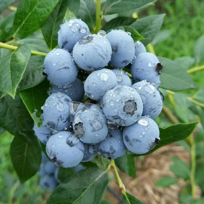 吉林白山蓝莓【特大果】新鲜现摘量大优惠欢迎咨询