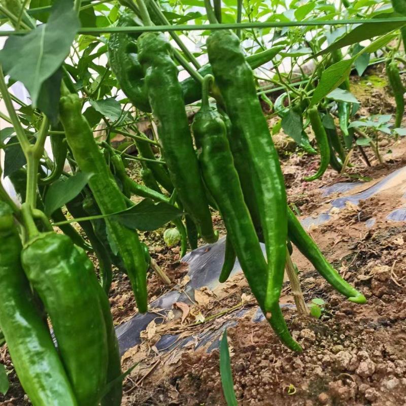 精品大青椒，牛角椒大量上市供应，价格美丽