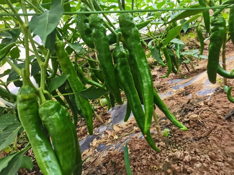 精品大青椒，牛角椒大量上市供应，价格美丽