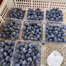 精品蓝莓莱克西山东蓝莓，货源充足保质保量，欢迎咨询