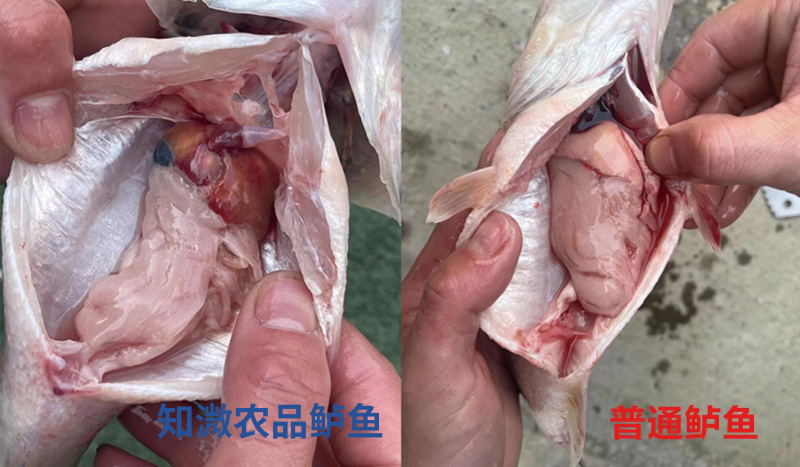 淡水养殖鲈鱼，非土塘养殖。肉质鲜嫩，养殖基地直接发货