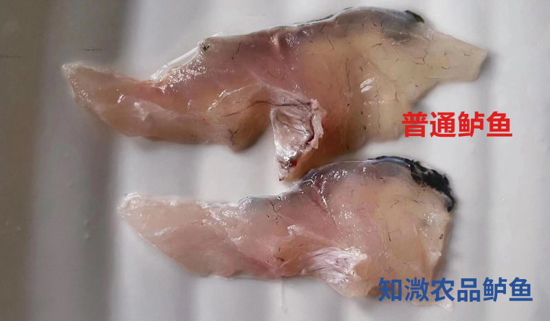 淡水养殖鲈鱼，非土塘养殖。肉质鲜嫩，养殖基地直接发货
