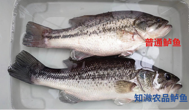 淡水养殖鲈鱼，非土塘养殖。肉质鲜嫩，养殖基地直接发货
