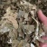 【顺欣药材】淫羊藿干净无杂质地道药材全国发货