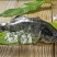 墨瑞鳕鱼，肉质鲜嫩，基地直发发货，量大从优，欢迎来电