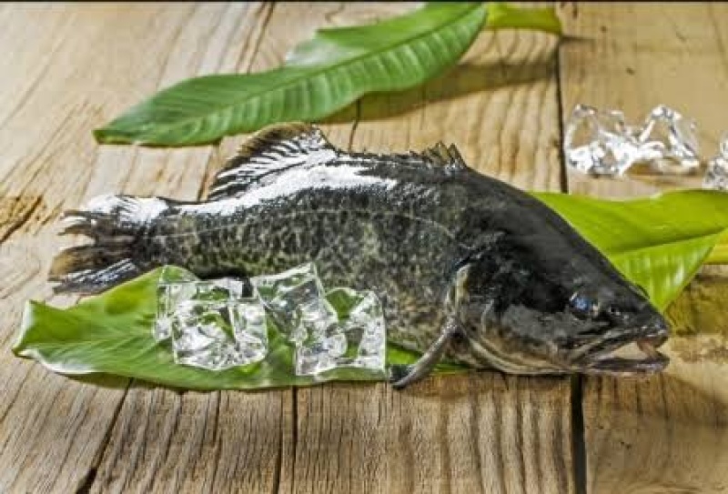 墨瑞鳕鱼，肉质鲜嫩，基地直发发货，量大从优，欢迎来电