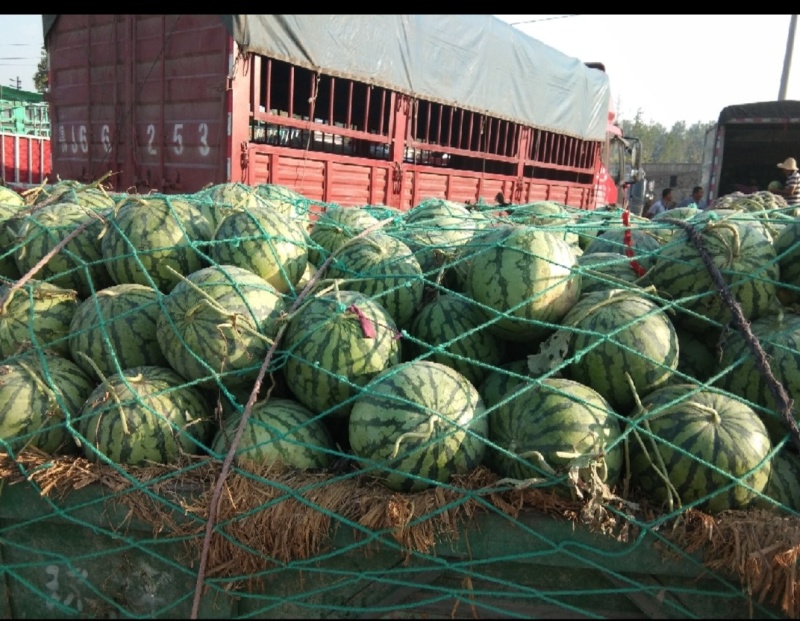 万亩美都西瓜基地现摘现发诚信热销直供全国市场商超