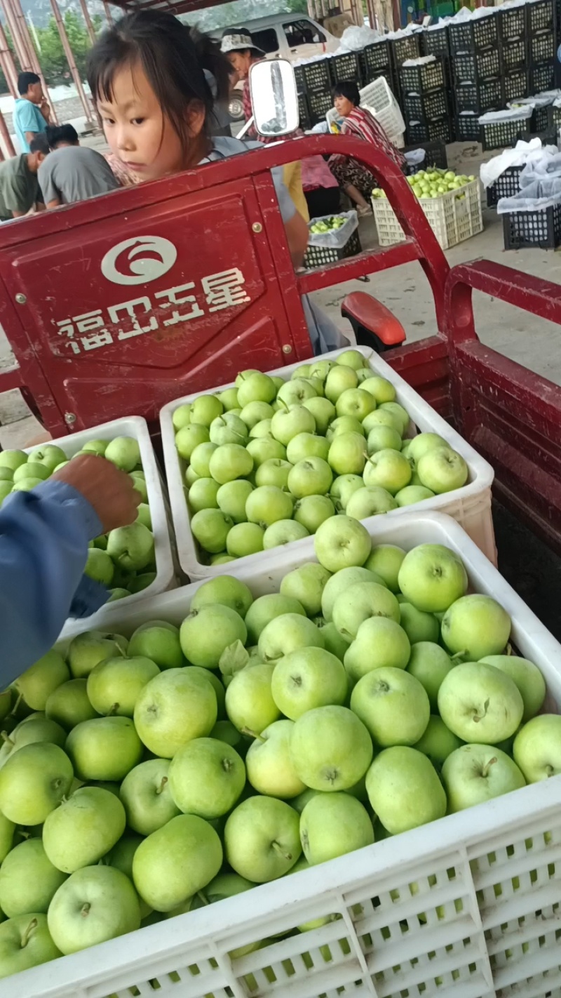 山东藤木苹果/山东青苹【热卖中】产地现摘现发，规格齐全，