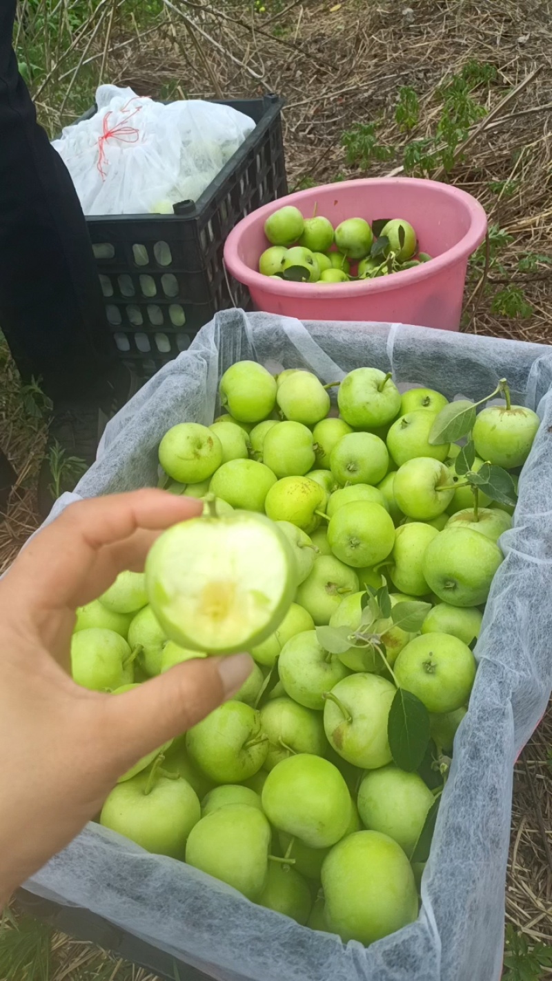山东藤木苹果/山东青苹【热卖中】产地现摘现发，规格齐全，