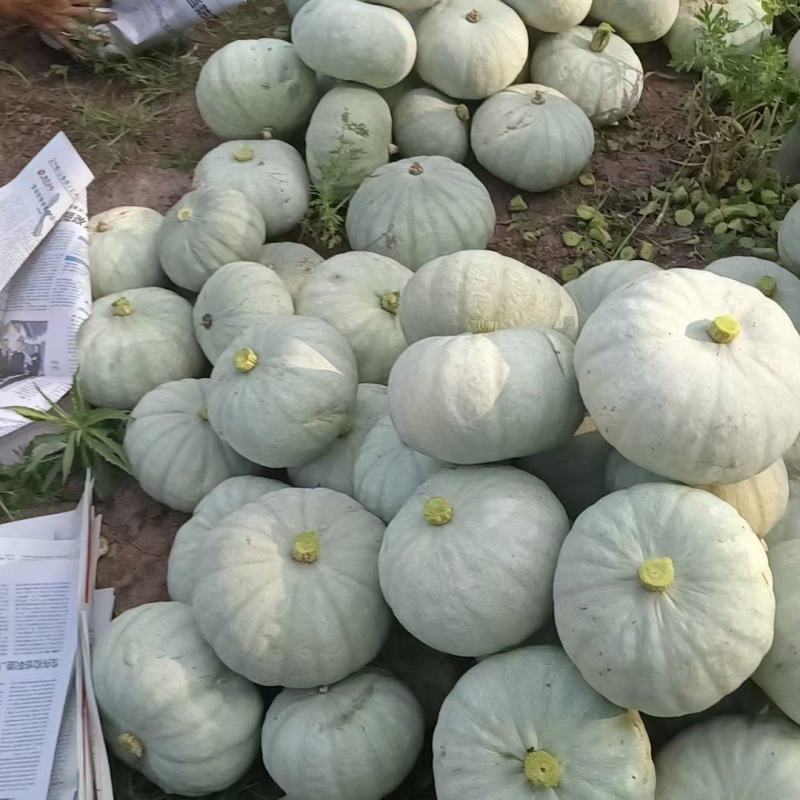 银栗南瓜，基地种植口感好，肉红，个头均匀欢迎全国客商采购