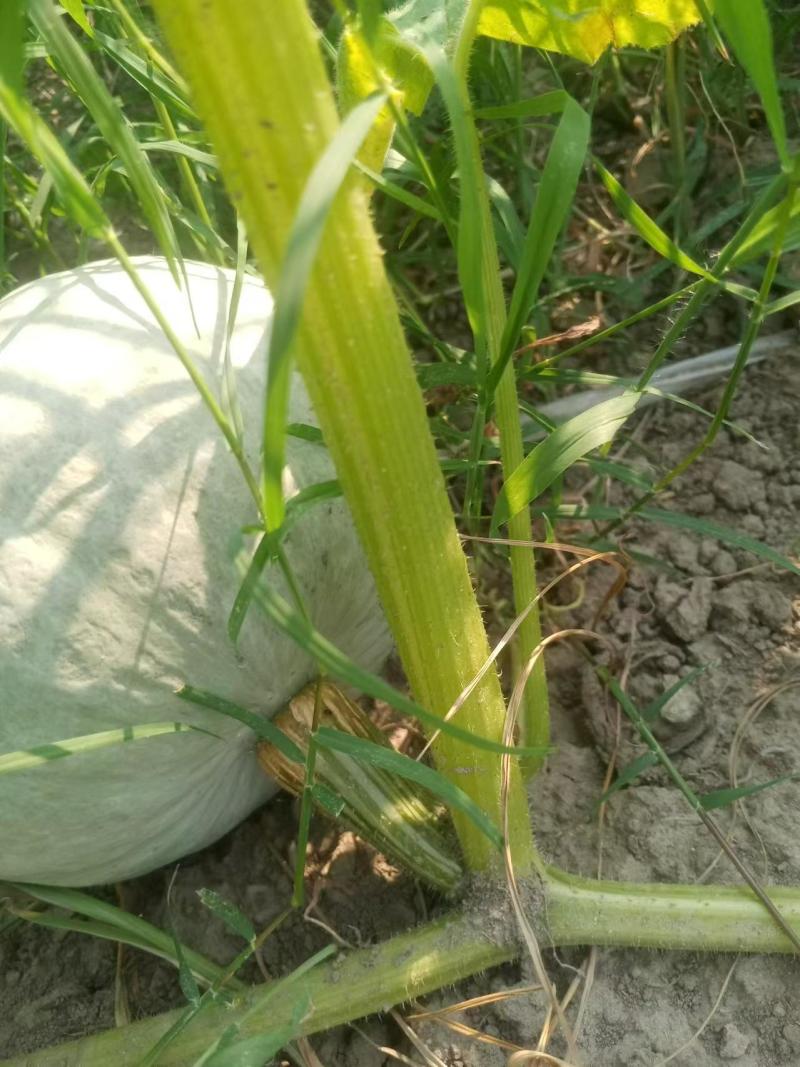 银栗南瓜，基地种植口感好，肉红，个头均匀欢迎全国客商采购