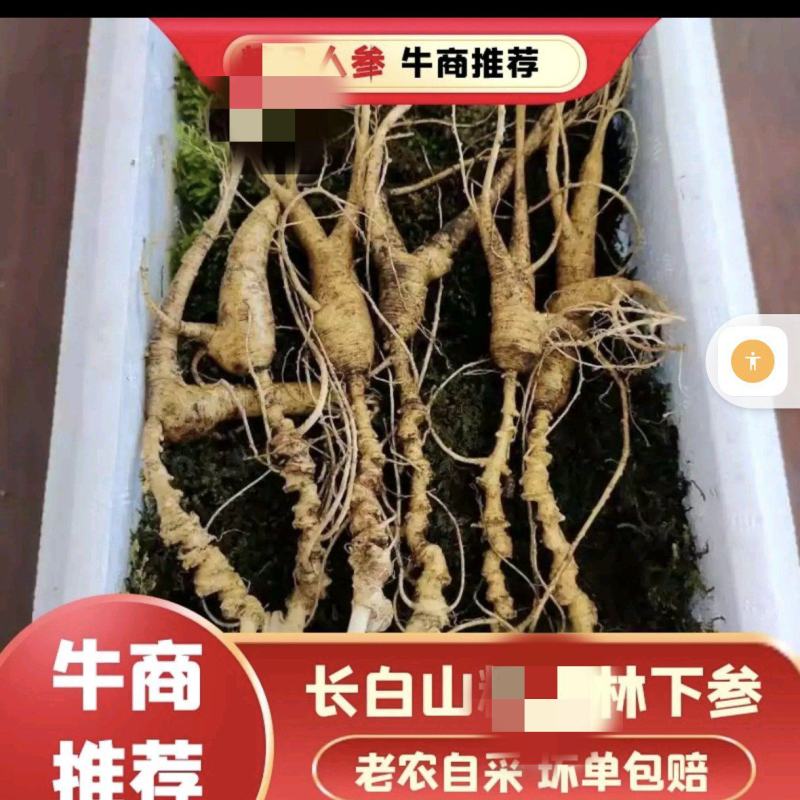 吉林白山林下参老农自采二十年人参产地直发老参干货鲜货全