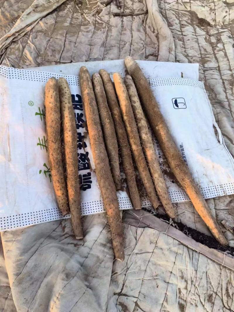白玉山药