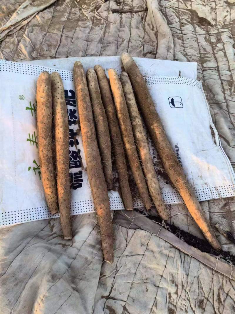白玉山药