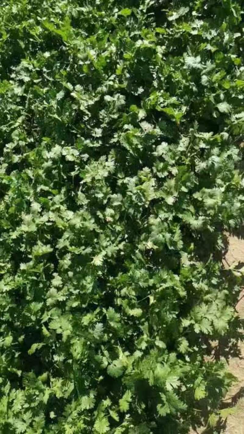 【推荐】精品铁杆青香菜产地直发货源充足可供商超市场